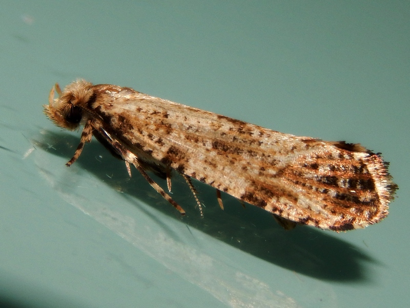 Tineidae:  Morophaga choragella